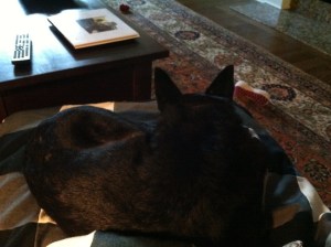 Dottie needs extra cuddle time... so do I. :)